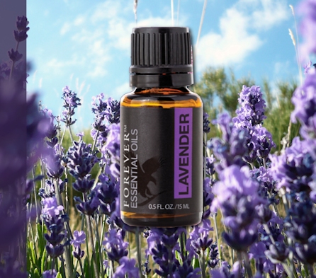 oil lavender essential forever living